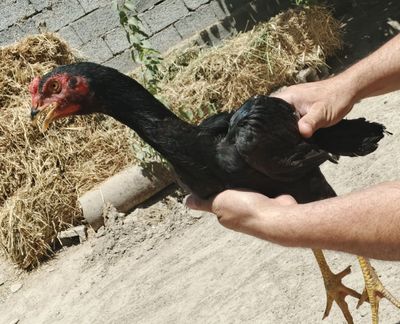 Juda zoʻr qora pantera