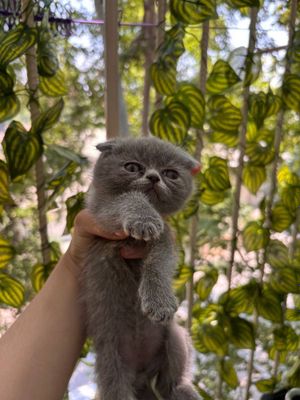 Scottish Fold mushukcha sotiladi: kulrang, sog‘lom va o‘ynoqi