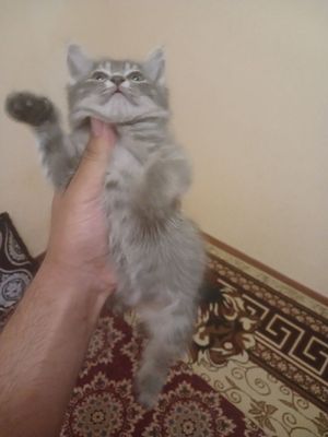 Mushukcha,bor 1 m
