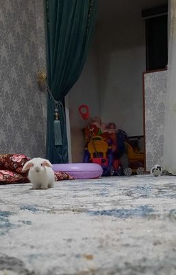 Zotdor quyonlar sotiladi