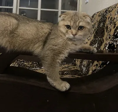 Шатланский Мушук