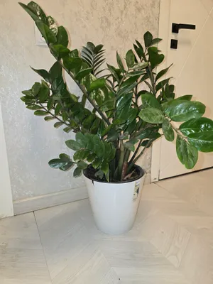 цветы для дома и офиса