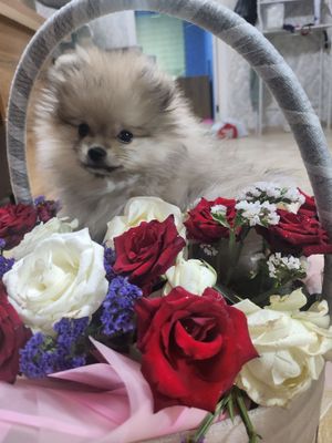Продается собака