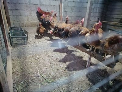 Товуклар сотилади