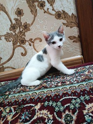 Uy mushugi aqilli zottor hadiya qilamiza yaxshi qollaga topshiramiza.