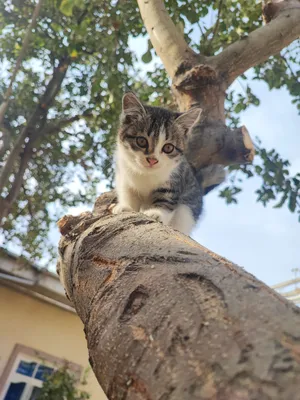 Киз бола мушукча мехрибон кулларга берилади.