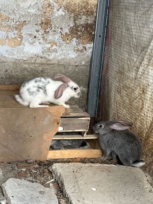 Куйон сотилади хамаси бирга