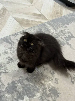 Шотландская вислоухая кошка