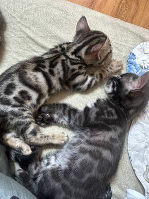 Бенгальские котята