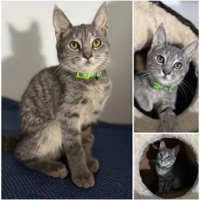 Котенок, ухоженный, 4-5 месяцев