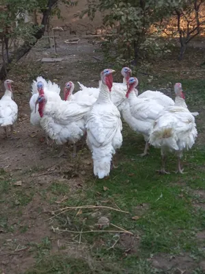 БИГ 6 /живой вес 75 000 с