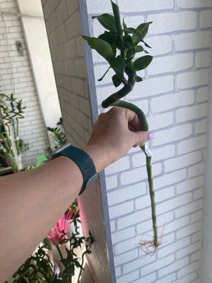 Продается китайский бамбук