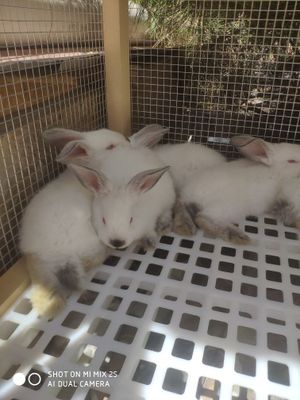 Калифорнийские Кролики