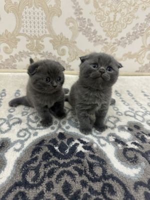 Продается очаровательный котёнок