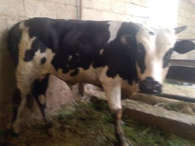 Chorva mollari sotiladi