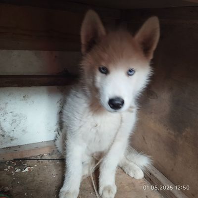 Хаски кобель белый
