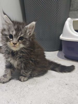 Продам котёнка Мейн-куна