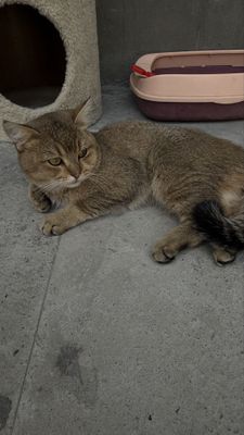 Кошка шиншила (Симба) + все аксессуар