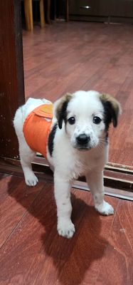 щенок даром в добрые руки