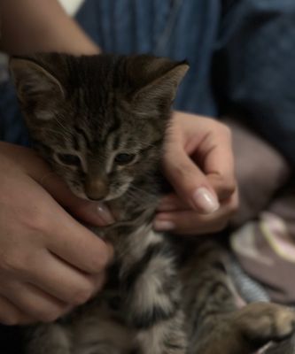 Отдам котёнка в добрые руки