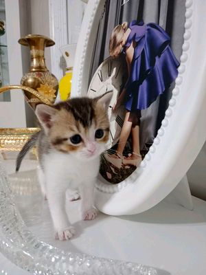 Золотая шиншилла