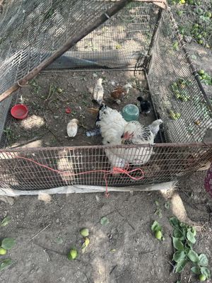 Tovuq jo’jalari bilan birga sotiladi