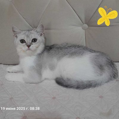 Продается котенок девочка шиншилла 3 месяца.
