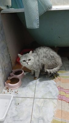 Продаётся мальчик скоттиш-страйт