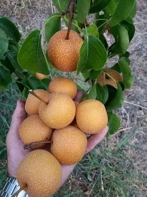 сарик анжр кочатие