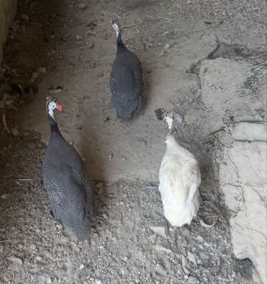 Цесарки две самки один самец ikkita ayol bir erkak