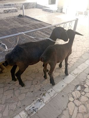 Ona bola qoʻy sotiladi
