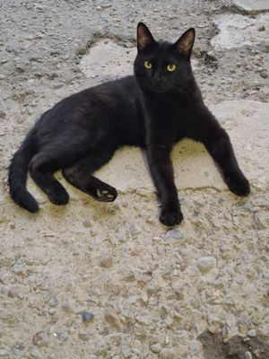 котик