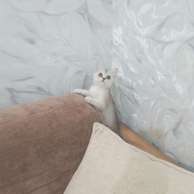 Продаётся чистокровная британская девочка