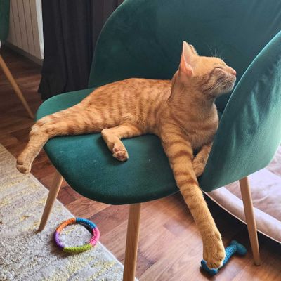 Элитный домашний тигр (кот)