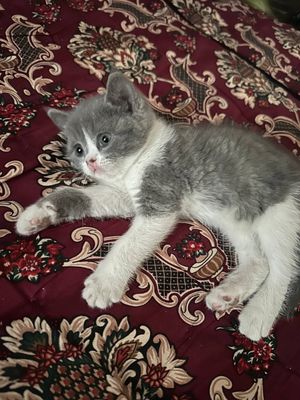 Котенок скоттиш-страйт