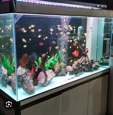 akvarium yasash xizmati.