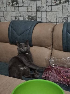 Sotilodi Strayt zoti toza Aqilli
