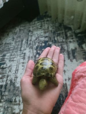 tez sotiladi yangi