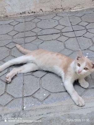 Кошечка 6 месяцев
