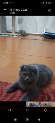 Продаётся кот, есть паспорт.