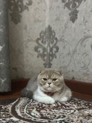 Scottish Fold (erkak)