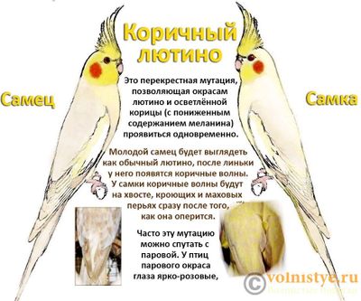 қушлар