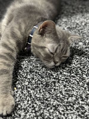 кошка короткая шерсть с красивым мраморным (tabby)