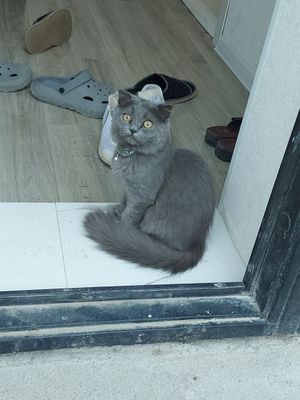 Продаётся кошка породы Скоттиш Страйт