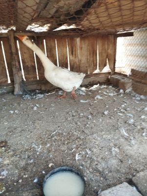 Есть гусь и утки срочьна попадаю