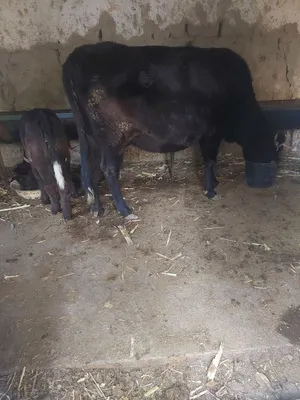 Ona bola sigir sotiladi 7 l sutubbor