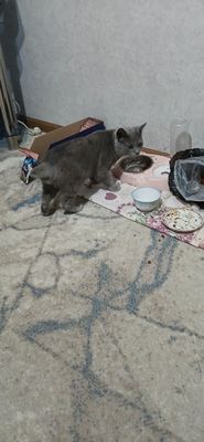 Продаётся курильский Бобтейл