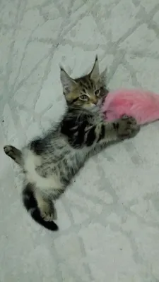 Amerkanskiy Maine Coon 250$