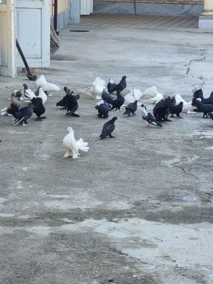 Pavlinlar sotiladi
