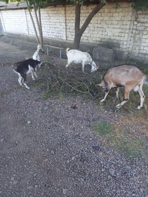 Продаются козы цена договоримся